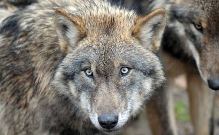 Grièvement blessée par des loups, elle porte plainte contre le zoo de Thoiry